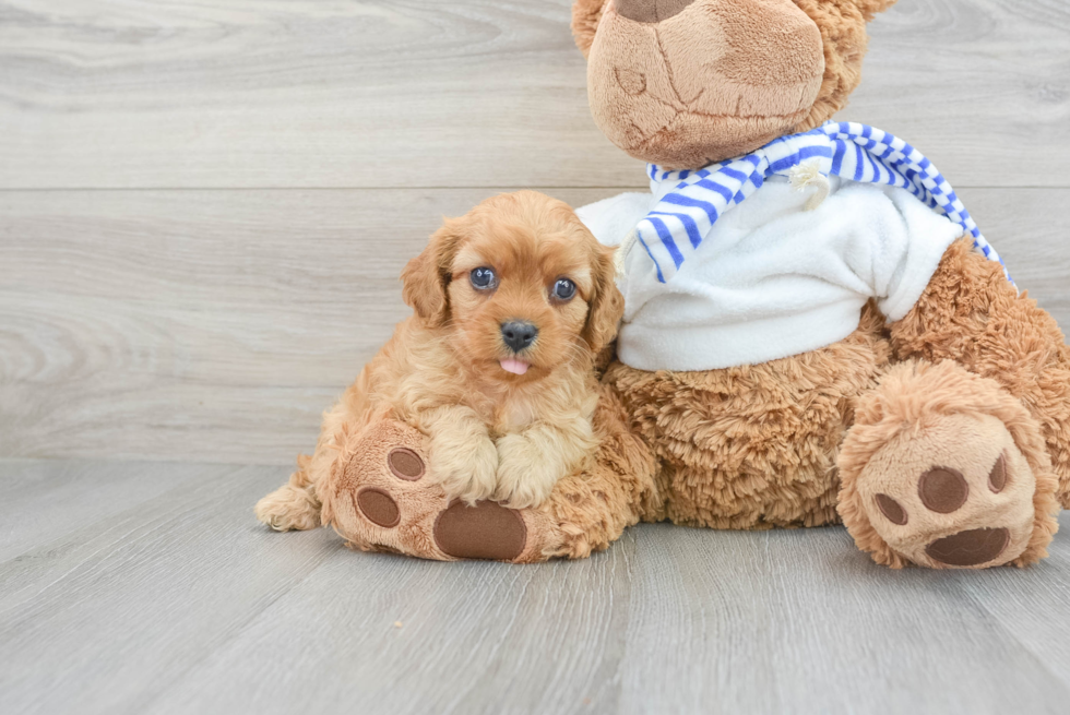 Best Cavapoo Baby