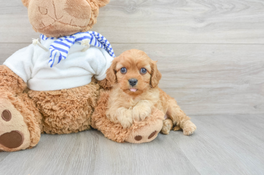 Best Cavapoo Baby