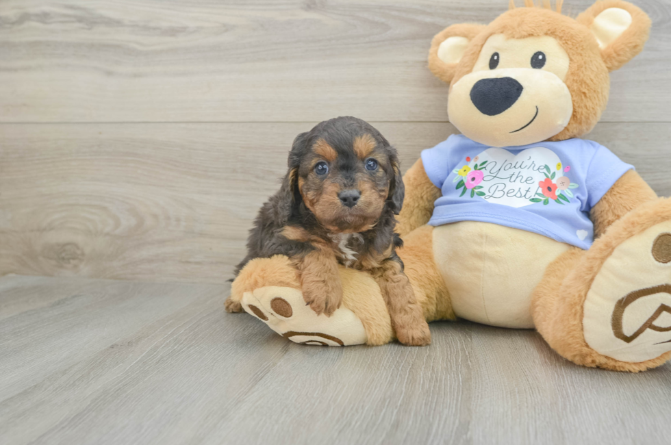 6 week old Cavapoo Puppy For Sale - Puppy Love PR