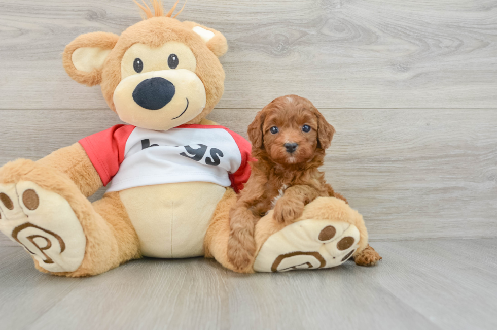 5 week old Cavapoo Puppy For Sale - Puppy Love PR