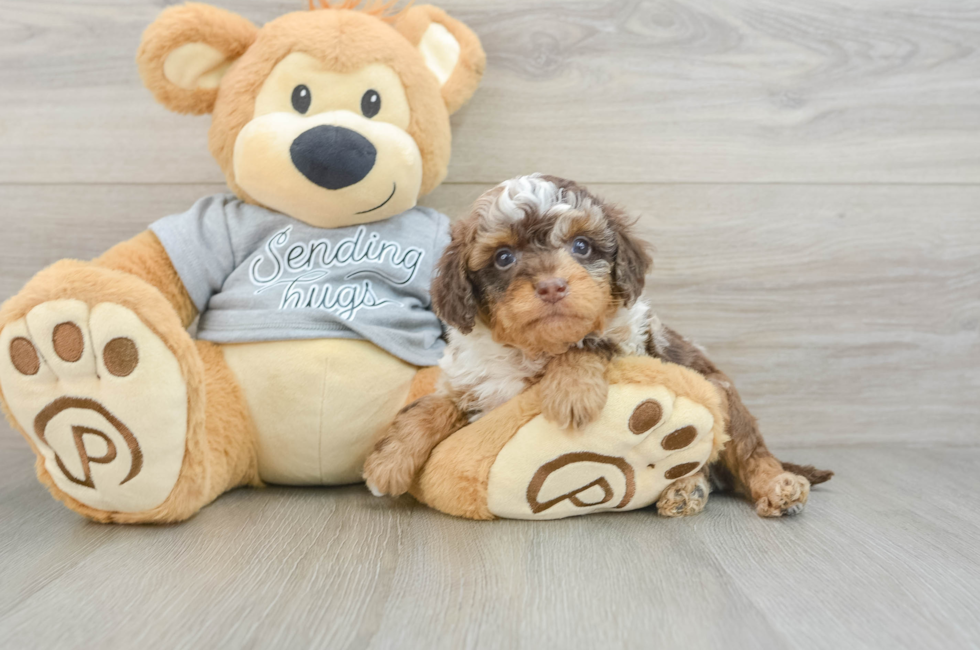 6 week old Cavapoo Puppy For Sale - Puppy Love PR