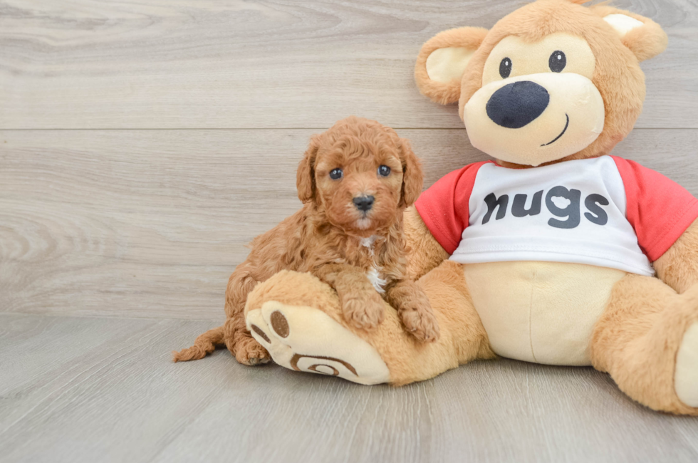6 week old Cavapoo Puppy For Sale - Puppy Love PR