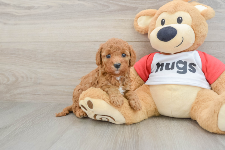 Meet Winston - our Cavapoo Puppy Photo 1/3 - Puppy Love PR Best Cavapoo Baby