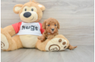 Cavapoo Pup Being Cute