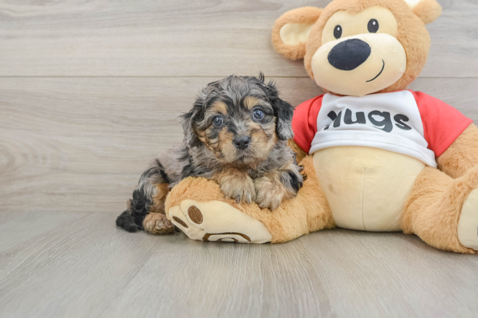 Cavapoo Puppy for Adoption