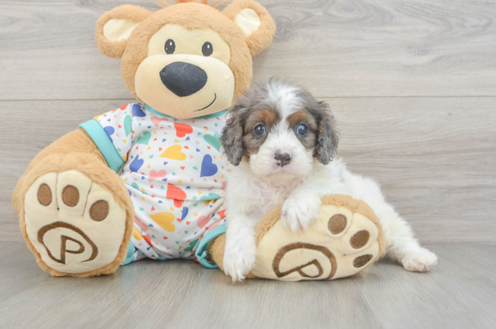6 week old Cavapoo Puppy For Sale - Puppy Love PR