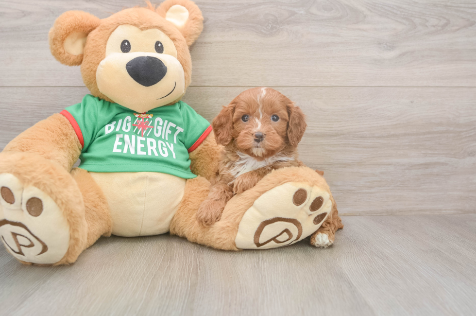 5 week old Cavapoo Puppy For Sale - Puppy Love PR