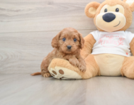 8 week old Cavapoo Puppy For Sale - Puppy Love PR