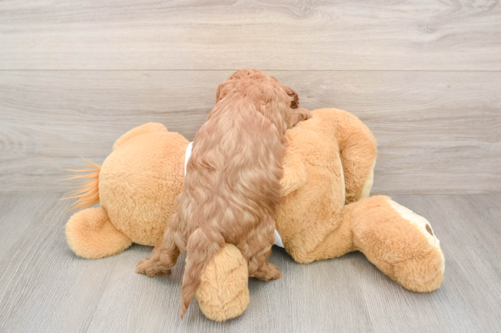 Cavapoo Pup Being Cute