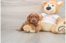 Cavapoo Pup Being Cute