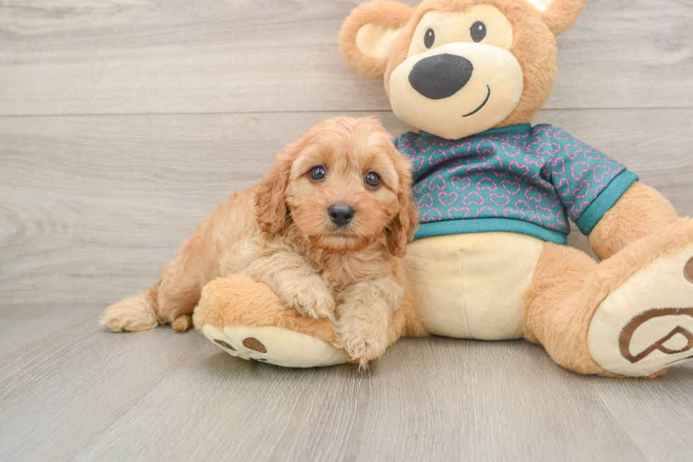 Popular Cavapoo Poodle Mix Pup