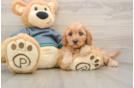 Cavapoo Pup Being Cute