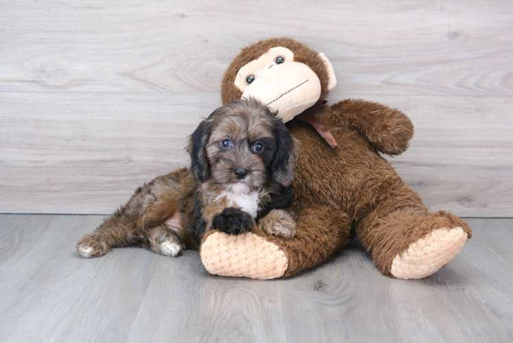 Meet Winston - our Cavapoo Puppy Photo 1/5 - Puppy Love PR Sweet Cavapoo Baby