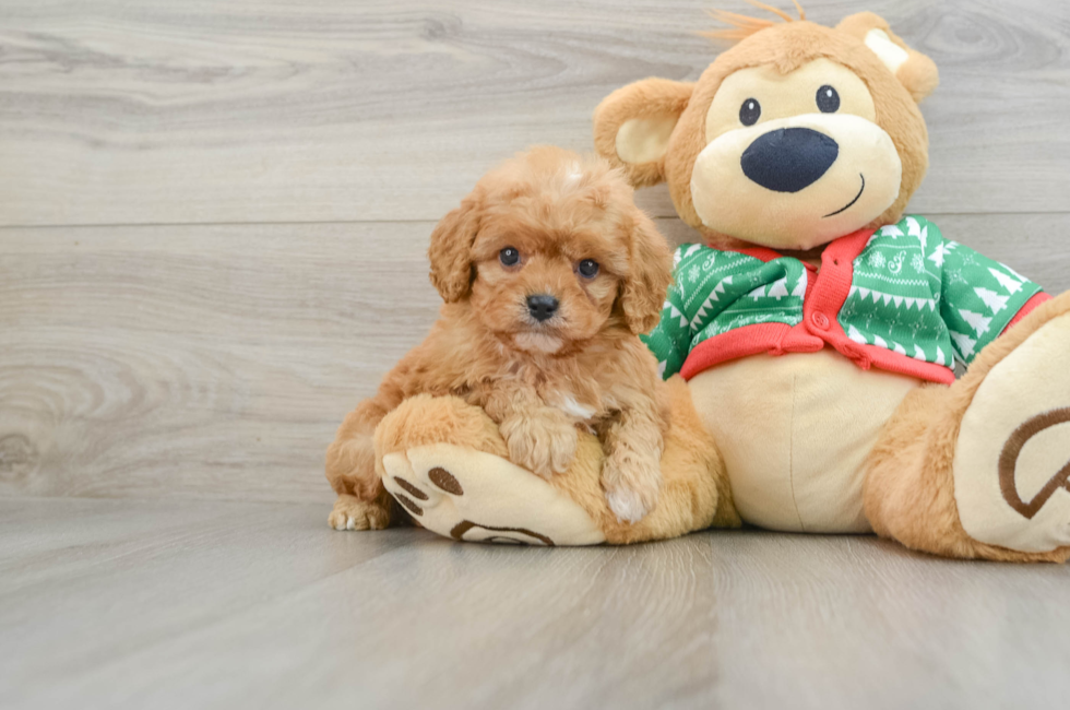 5 week old Cavapoo Puppy For Sale - Puppy Love PR