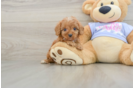 Friendly Cavapoo Baby
