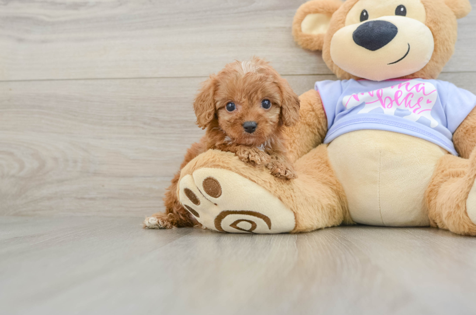 6 week old Cavapoo Puppy For Sale - Puppy Love PR