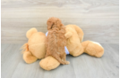 Fluffy Cavapoo Poodle Mix Pup
