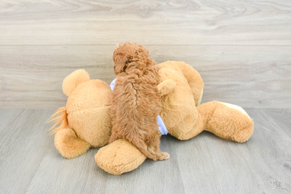 Fluffy Cavapoo Poodle Mix Pup