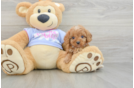 Cavapoo Puppy for Adoption