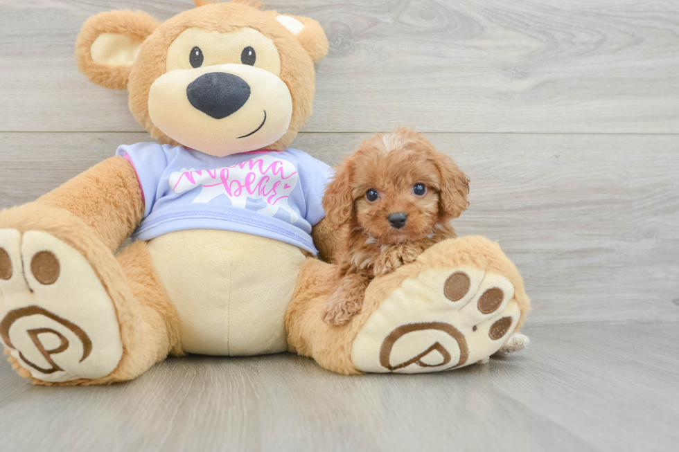 Cavapoo Puppy for Adoption