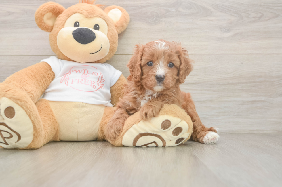 5 week old Cavapoo Puppy For Sale - Puppy Love PR