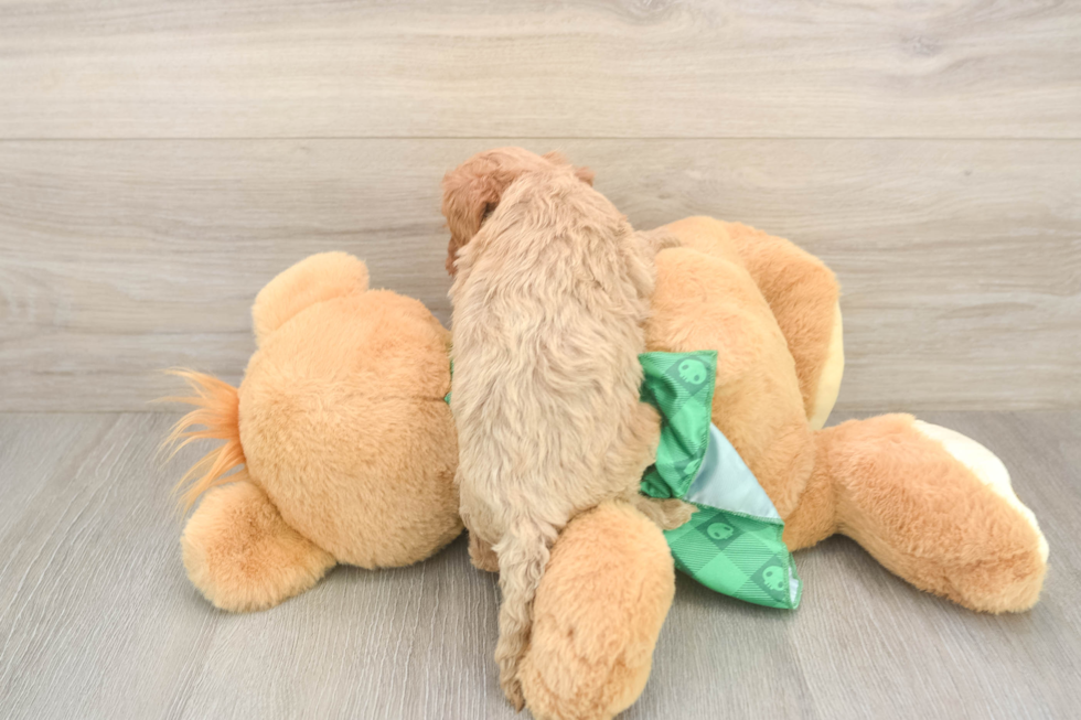 Cavapoo Puppy for Adoption