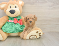 7 week old Cavapoo Puppy For Sale - Puppy Love PR