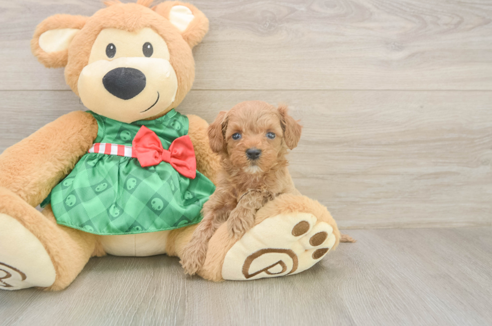 5 week old Cavapoo Puppy For Sale - Puppy Love PR