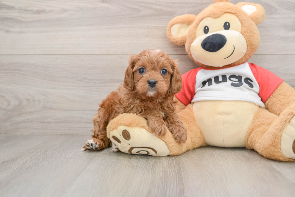 Sweet Cavapoo Baby