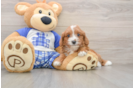 Cavapoo Puppy for Adoption