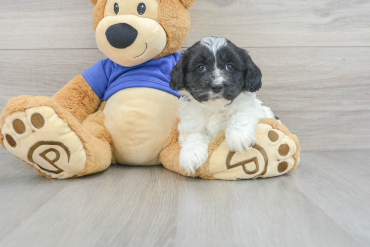 Cavapoo Pup Being Cute