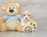 9 week old Cavapoo Puppy For Sale - Puppy Love PR