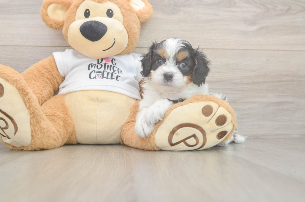 5 week old Cavapoo Puppy For Sale - Puppy Love PR