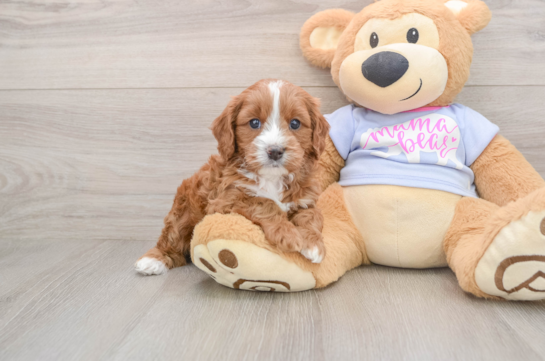 Popular Cavapoo Poodle Mix Pup