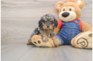 Best Cavapoo Baby