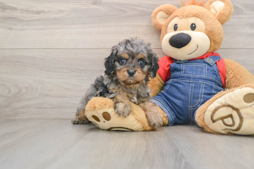 Best Cavapoo Baby