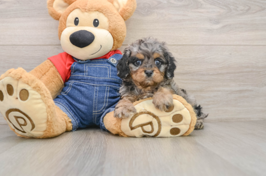 Cavapoo Puppy for Adoption