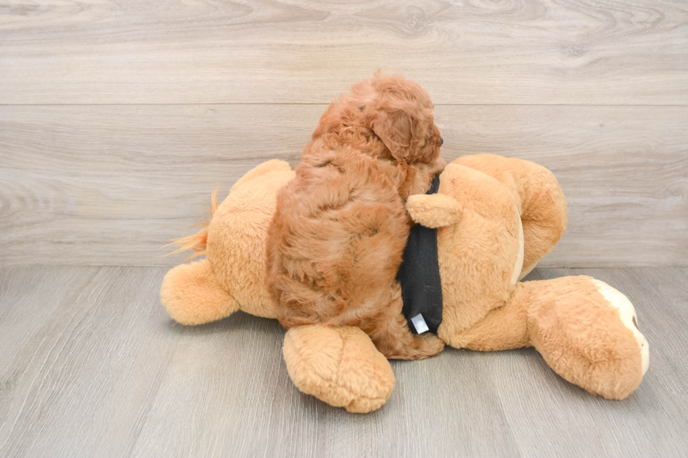 Cavapoo Pup Being Cute