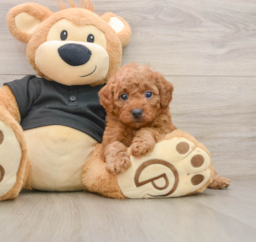 6 week old Cavapoo Puppy For Sale - Puppy Love PR