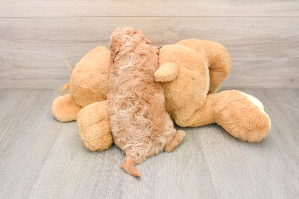 Cavapoo Puppy for Adoption