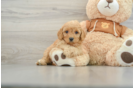 Fluffy Cavapoo Poodle Mix Pup