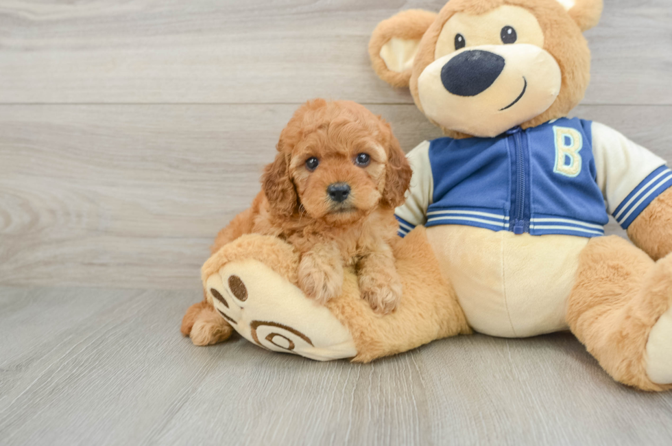 6 week old Cavapoo Puppy For Sale - Puppy Love PR