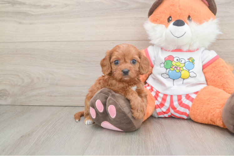 Best Cavapoo Baby