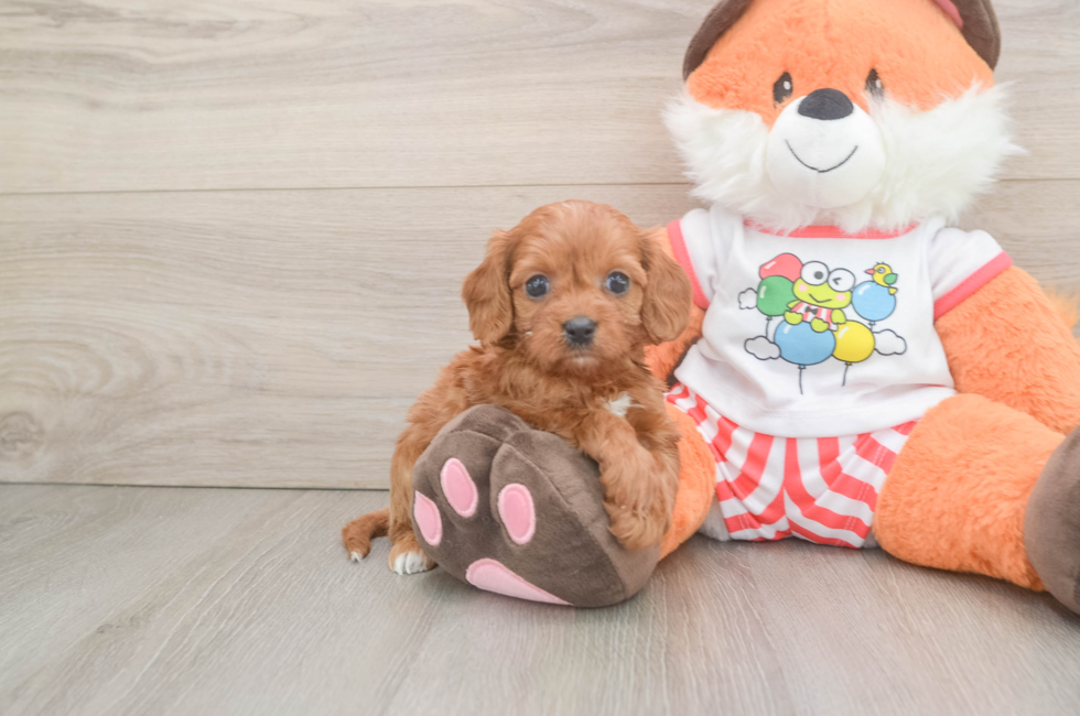 5 week old Cavapoo Puppy For Sale - Puppy Love PR