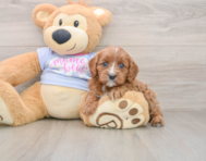 8 week old Cavapoo Puppy For Sale - Puppy Love PR