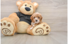 Best Cavapoo Baby