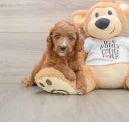 8 week old Cavapoo Puppy For Sale - Puppy Love PR