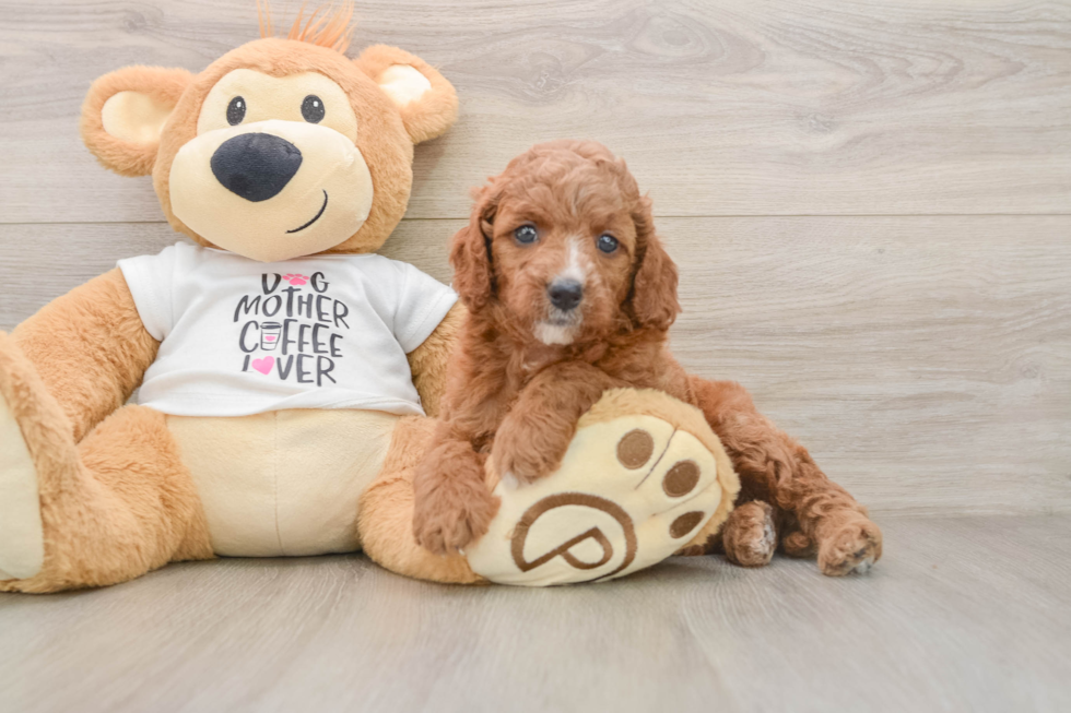 Cute Cavapoo Baby