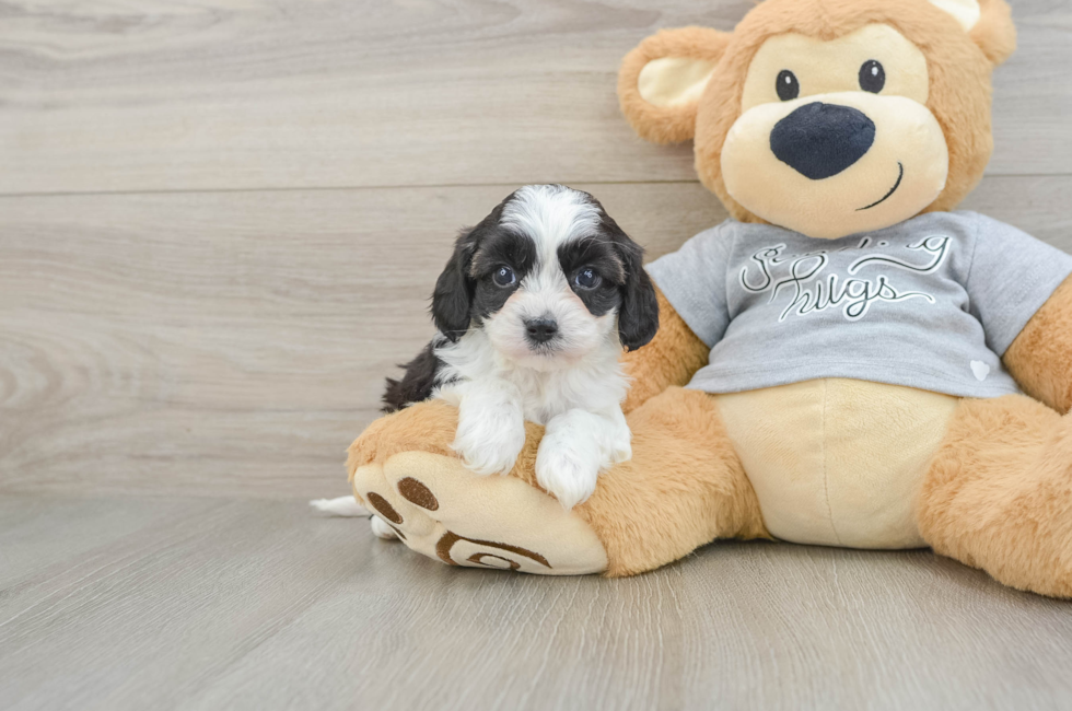 5 week old Cavapoo Puppy For Sale - Puppy Love PR