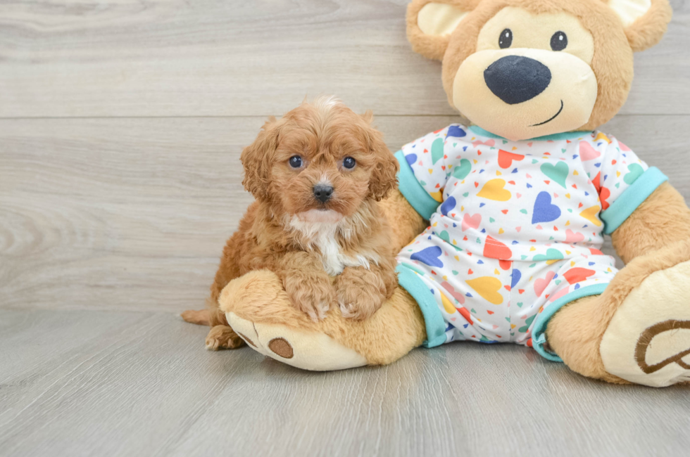 7 week old Cavapoo Puppy For Sale - Puppy Love PR